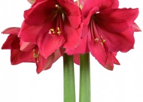 hippeastrum Pleasure (1)